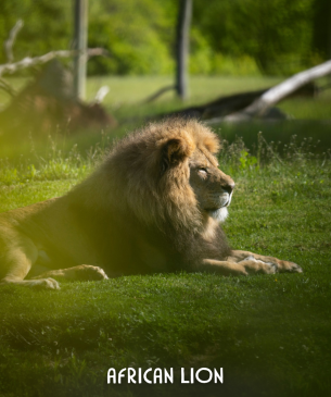 lion