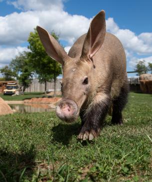 Aardvark