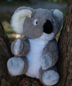 koala plush