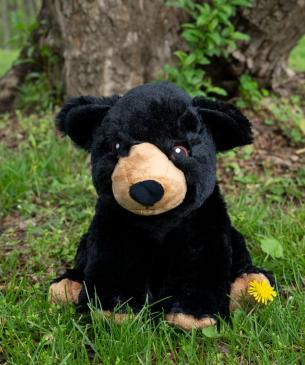 black bear