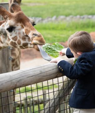 ring bearer feeding giraffe