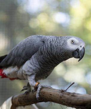 grey parrot