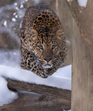 leopard jumping