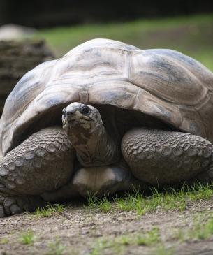 aldabra tortoise