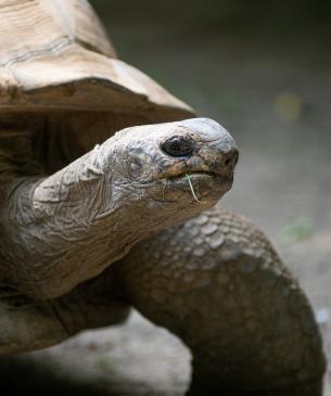 Aldabra Tortoise