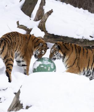 tigers in snow