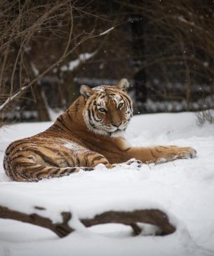 tiger laying in snow