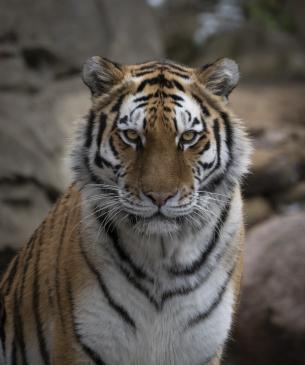 tiger