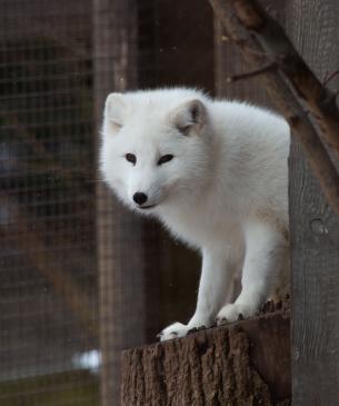 arctic fox