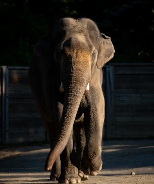 elephant