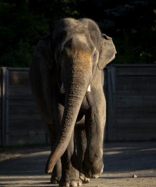 elephant
