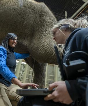 elephant ultrasound