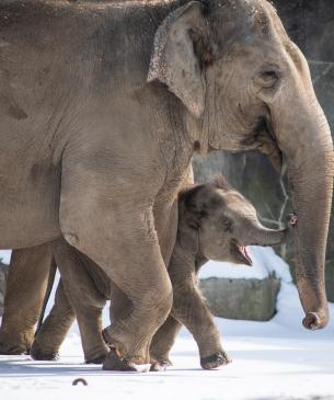 elephants walking in snow