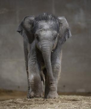 young elephant