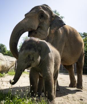 two elephants