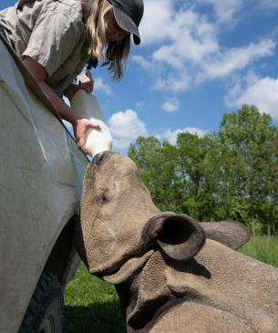 keeper feeding rhino