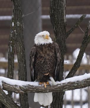 bald eagle in snow