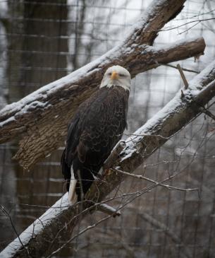 bald eagle in tree