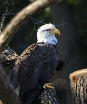 bald eagle