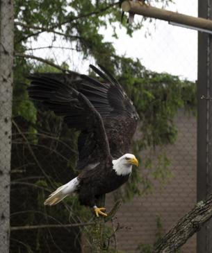 eagles
