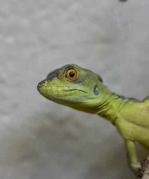 basilisk hatchling