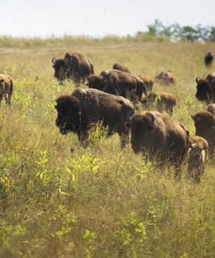 bison in field