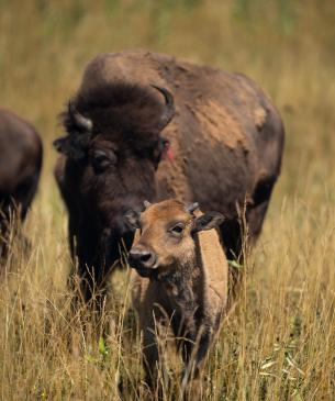 bison