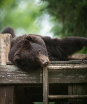 black bear