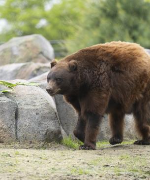 bear