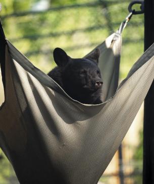 black bear