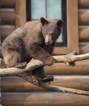 black bear