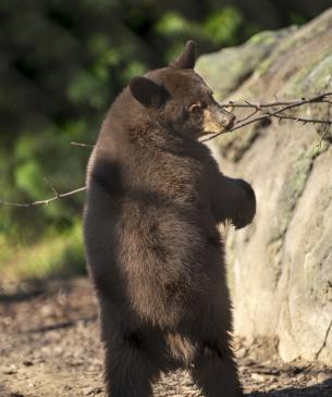 black bear cub standing