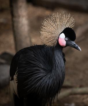 black crowned crane