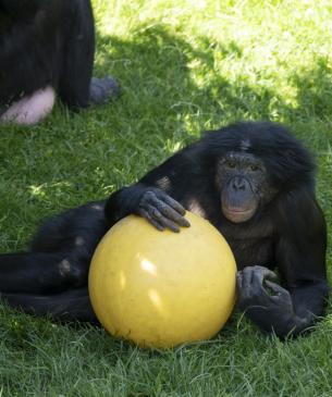 bonobo