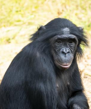 bonobo
