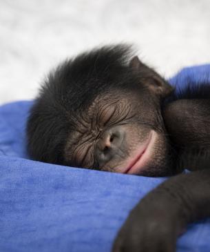 baby bonobo
