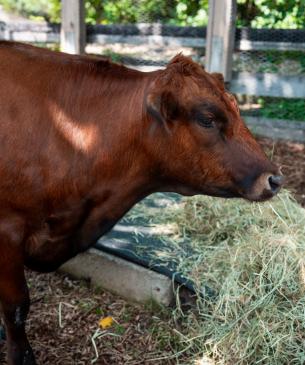 dexter cow