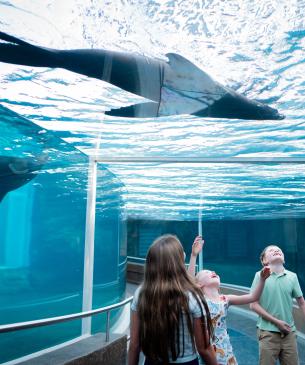 sea lion swimming above zoo guests