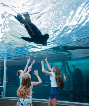 guests with sea lion swimming