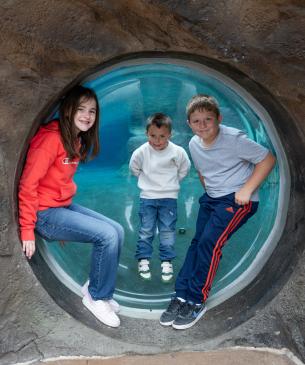 zoo guests in viewing portal