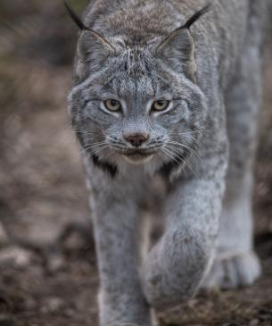 lynx