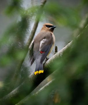 bird in tree