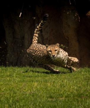 cheetah running