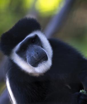 colobus monkey