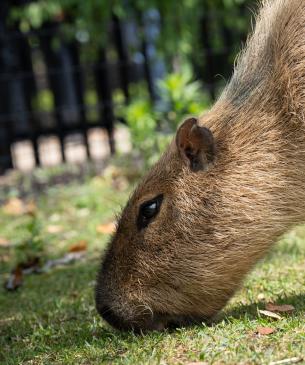 capybara