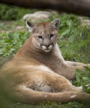 cougar