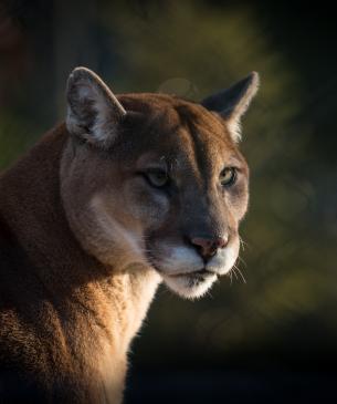 cougar