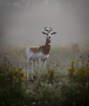 gazelle