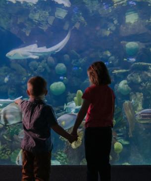 children watching fish