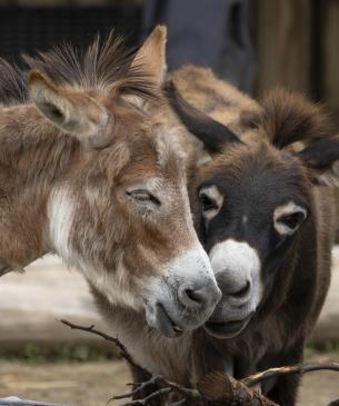 donkeys